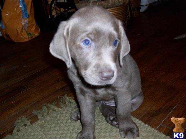 Puppies in New caney